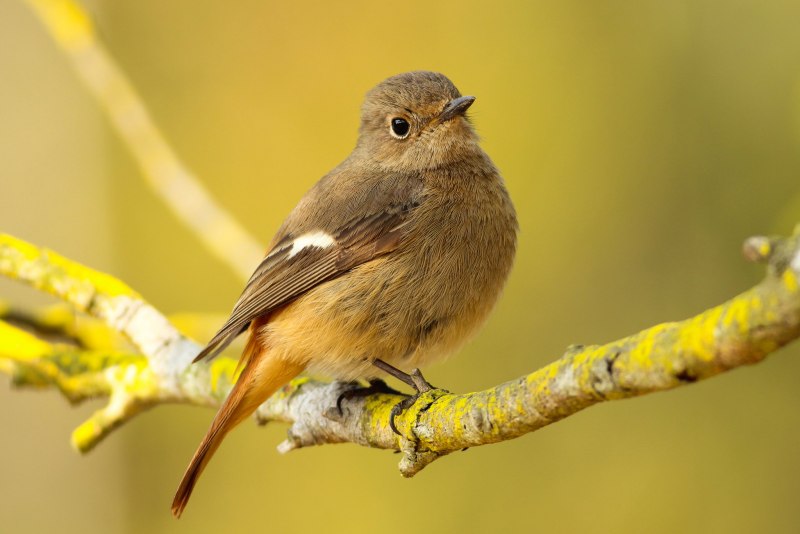 Daily Bird