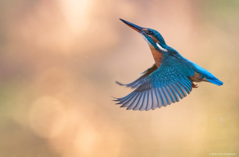 Kingfisher snwhy7