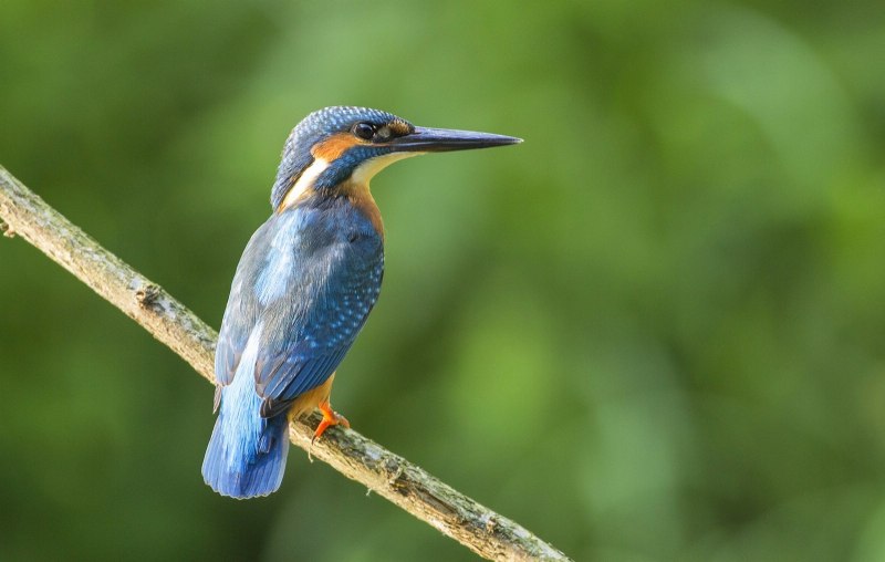 Emerald Kingfisher Зимородок
