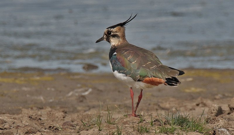 Чибис, или пигалица (Vanellus Vanellus)