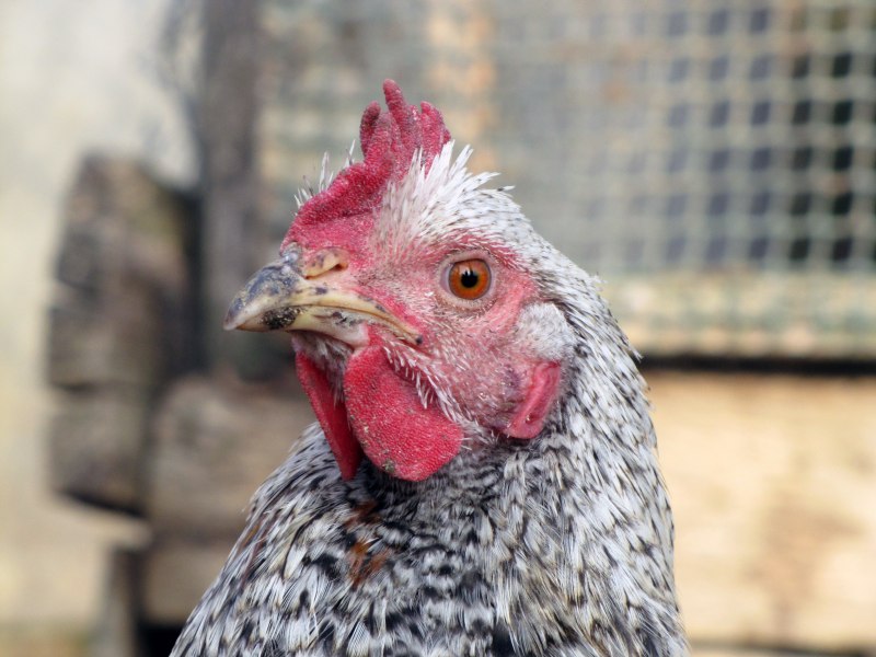 Pink Chicken певец