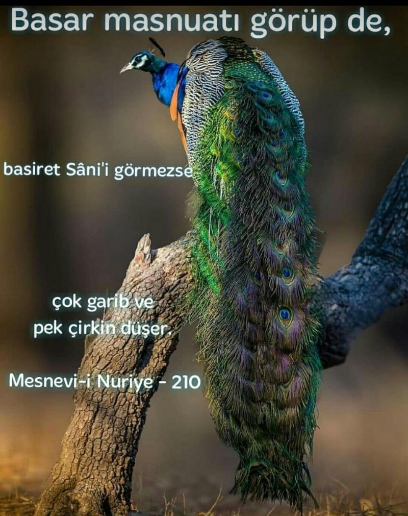 Красивый Павлин
