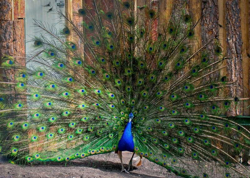 Maia 01027 the Peacock