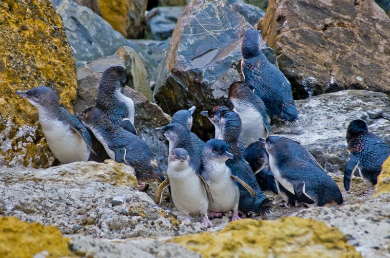 Little Blue Penguin