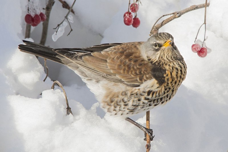 Рябинник (turdus pilaris