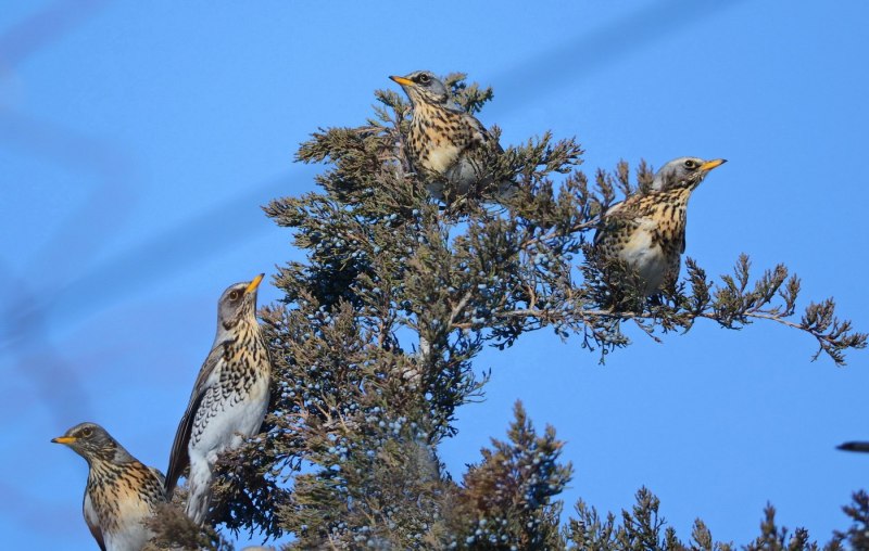 Рябинник (turdus pilaris