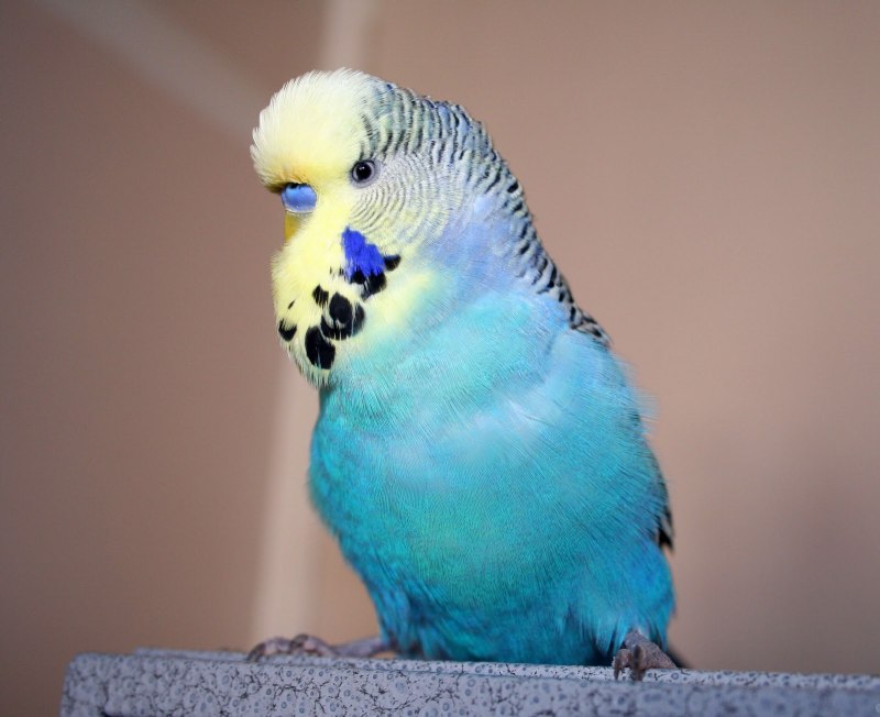 Budgerigar фиолетовый