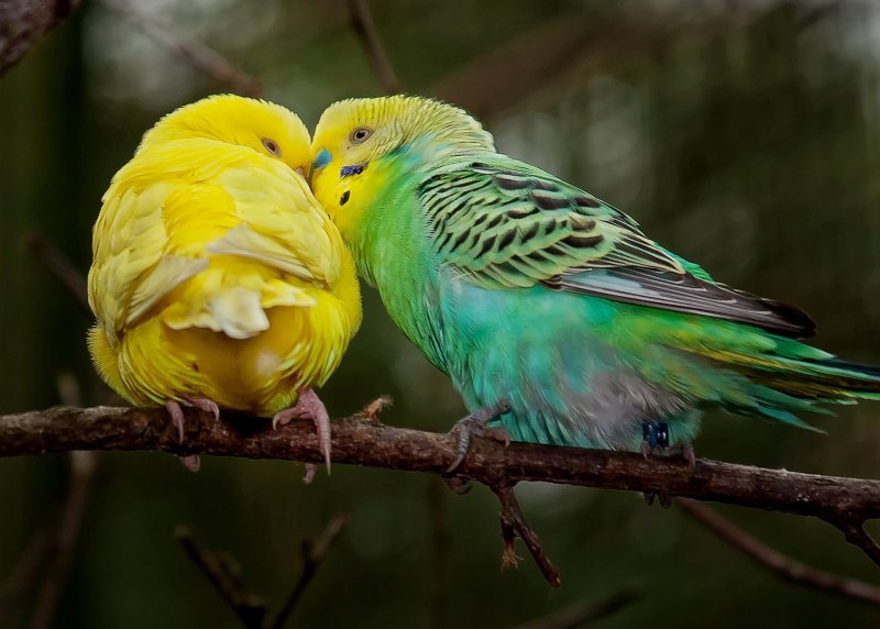 Попугайчик волнистый (Melopsittacus undulatus)