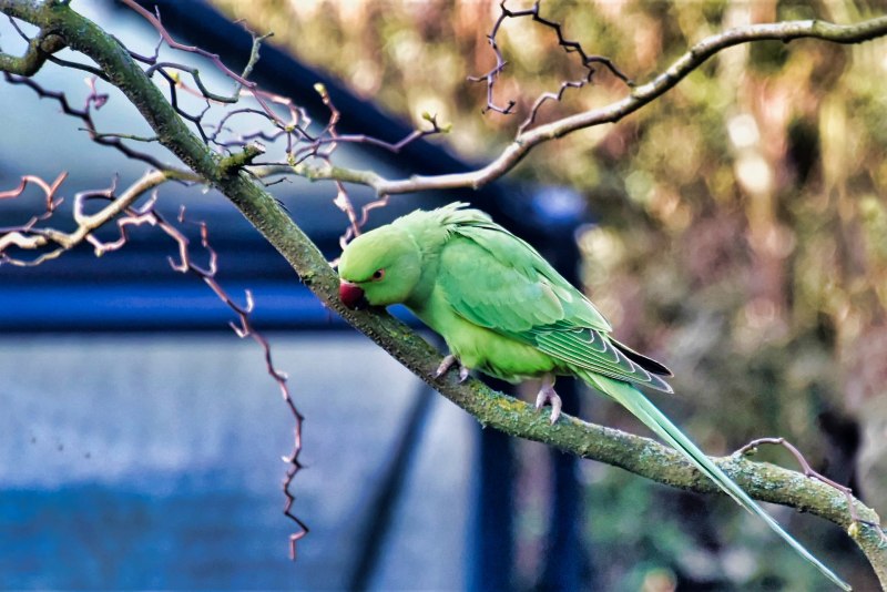 Gabriela Robin Green Bird