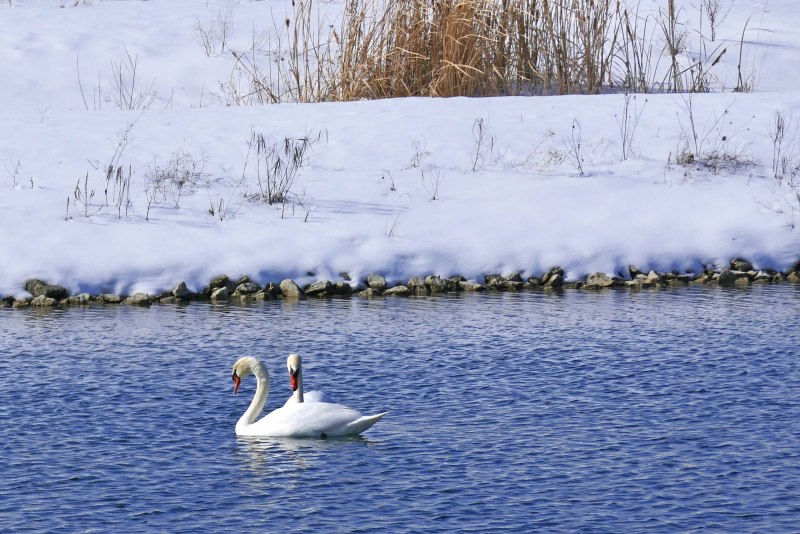 Лебеди на Городищенском озере зимой