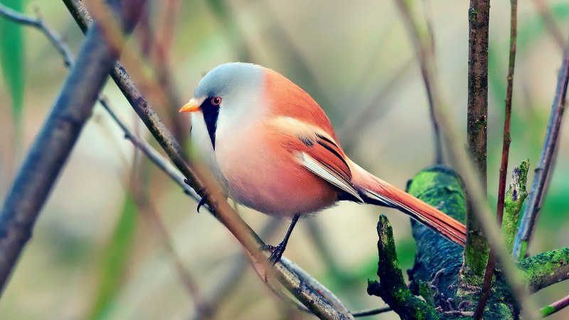 Carpodacus rubicilla