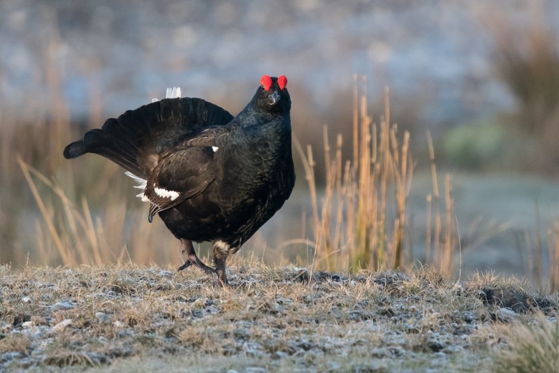 Чернобрюхий Глухарь Tetrao urogallus Major