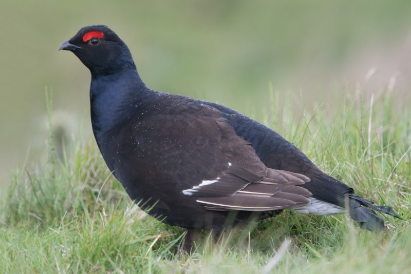 Тетеревиные Tetraonidae