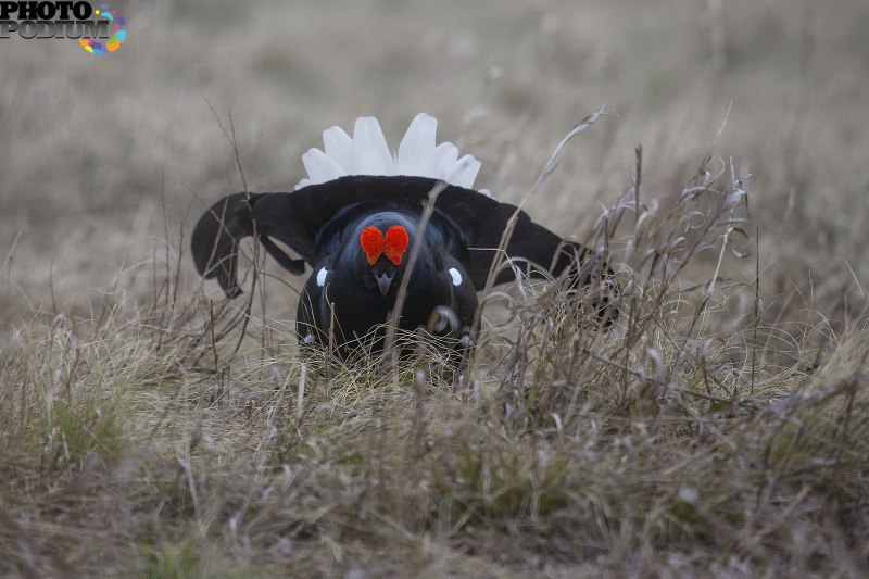 Голубой тетерев / Dendragapus Obscurus