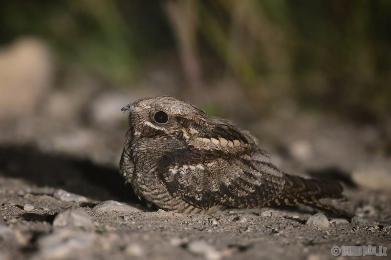 Caprimulgus ruficollis