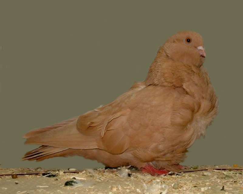 Dove животное
