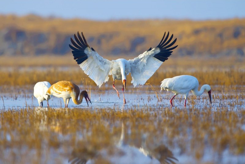 Цапля фото для детей
