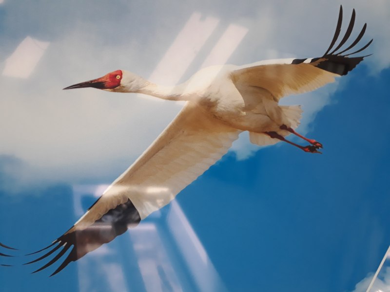 Grus leucogeranus
