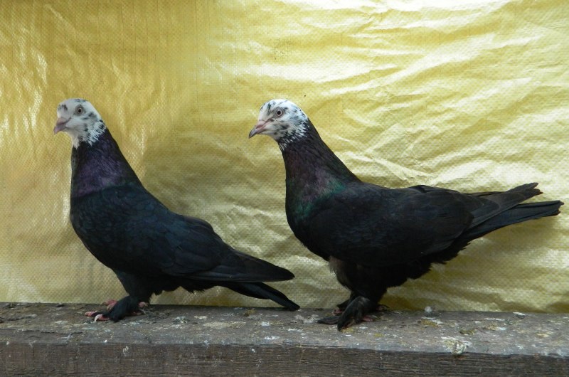 Чили голуби (55 фото)