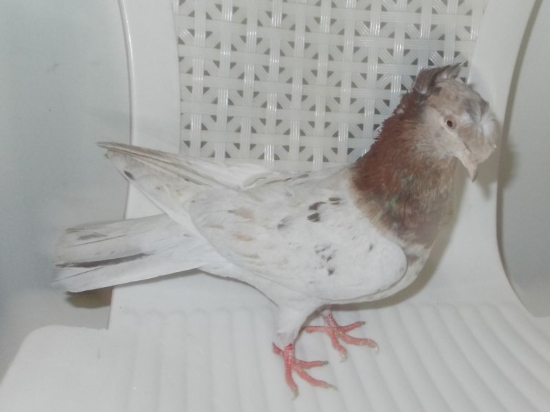 Голубь с лохматыми ногами