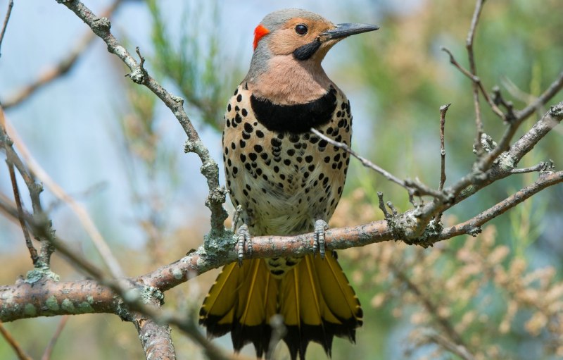 Turdus migratorius