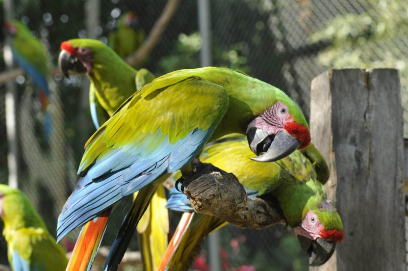 Great Green Macaw