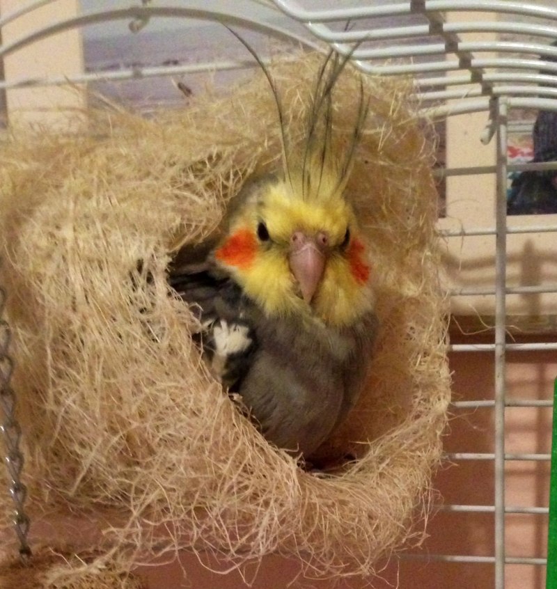 Гнездо для кореллы