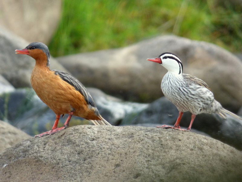 Malacorhynchus membranaceus