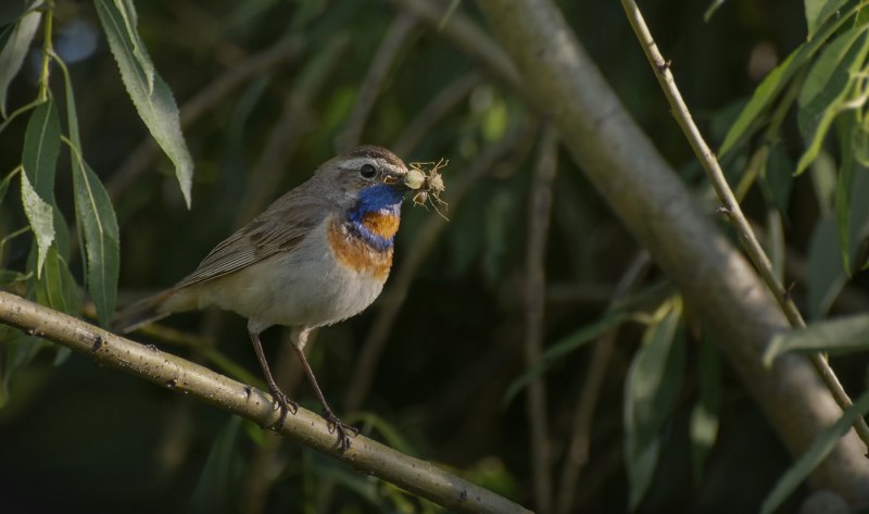 Luscinia svecica kobdensis