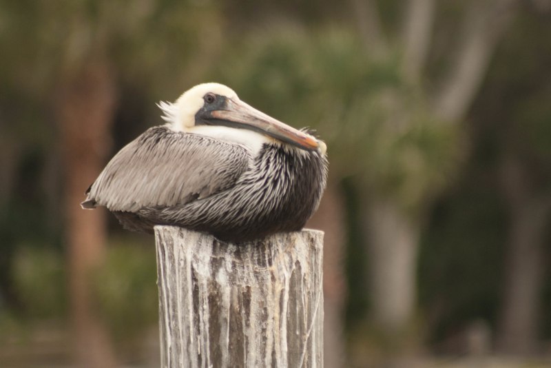 Pelecanus occidentalis