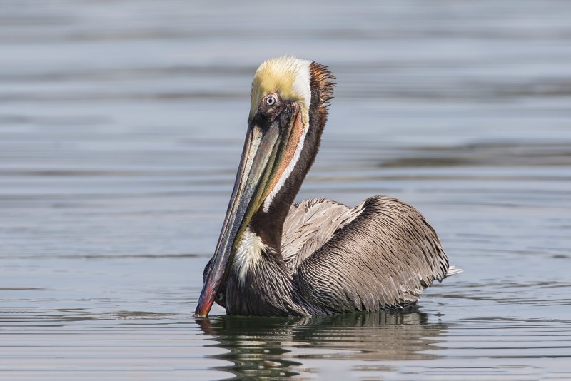 Brown Pelican - американский бурый Пеликан