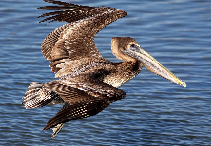 Brown Pelican - американский бурый Пеликан