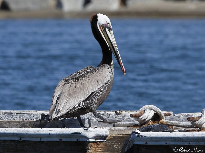 Американский бурый Пеликан Pelecanus occidentalis