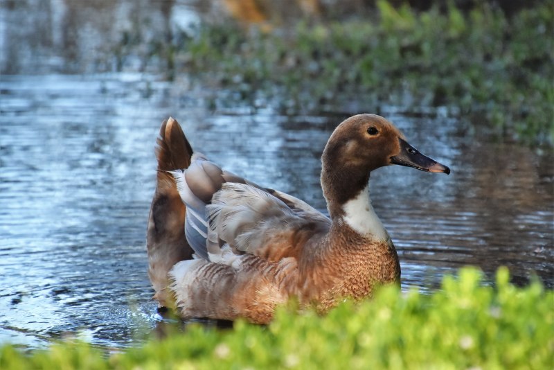 Ambrosia Duck 12kg