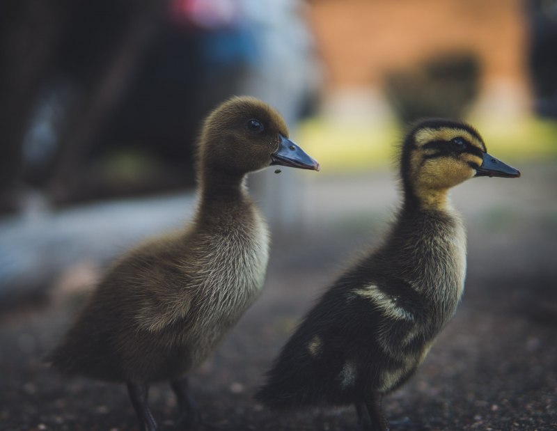 Raising Wood Ducks