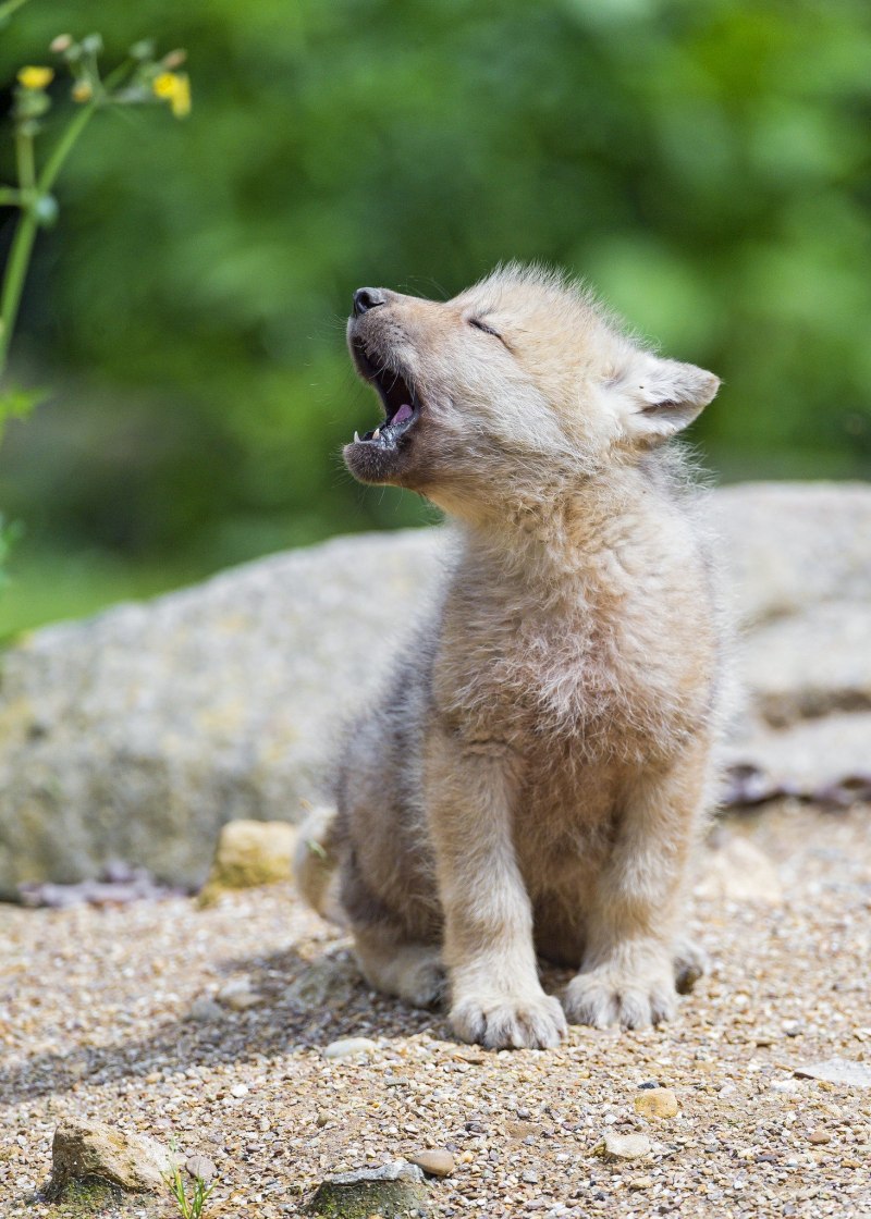 Волчонок животного маленького (39 фото)