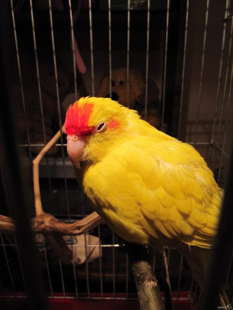 Какарик самец