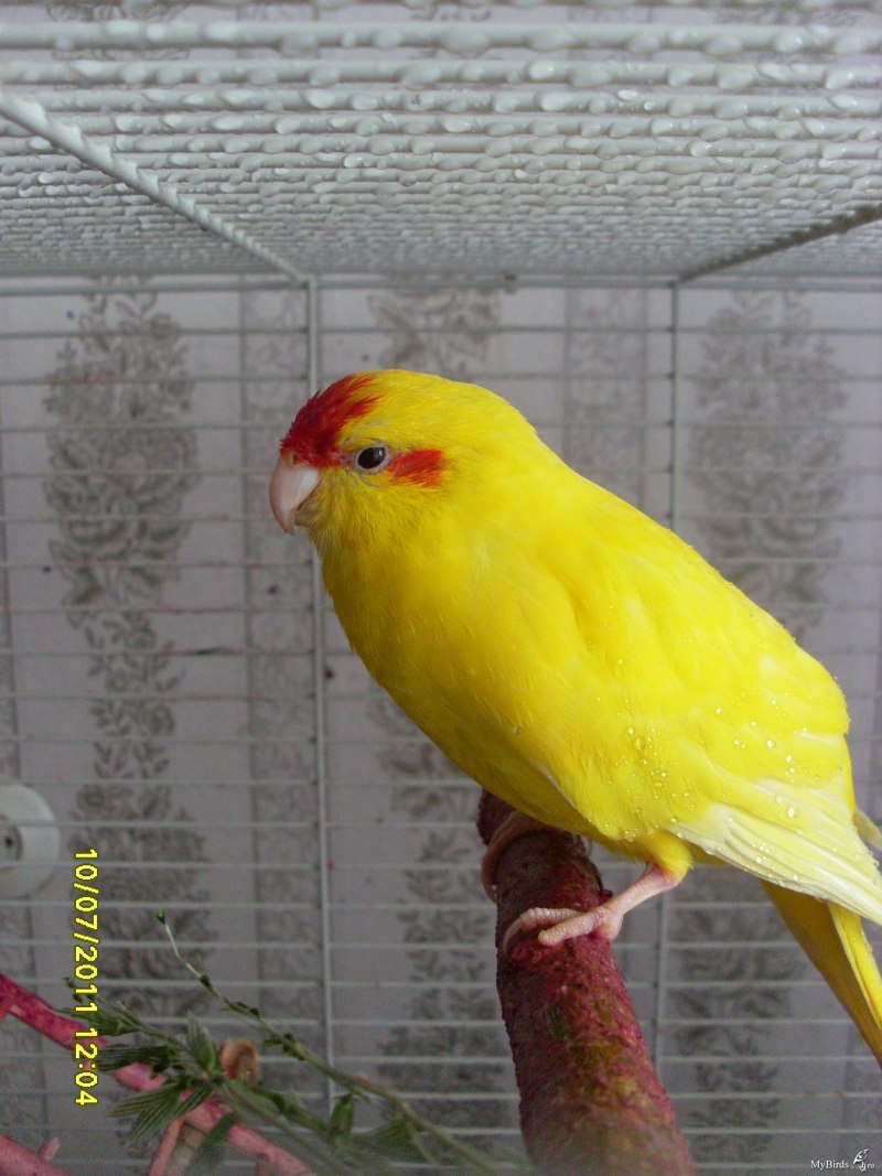 Какарик самка