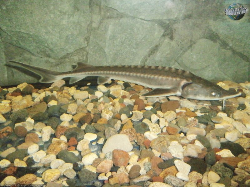 Севрюга – Acipenser stellatus Pallas, 1771