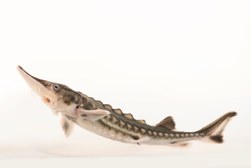 Шип (Acipenser nudiventris)