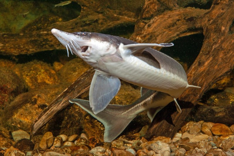 Севрюга (Acipenser stellatus)