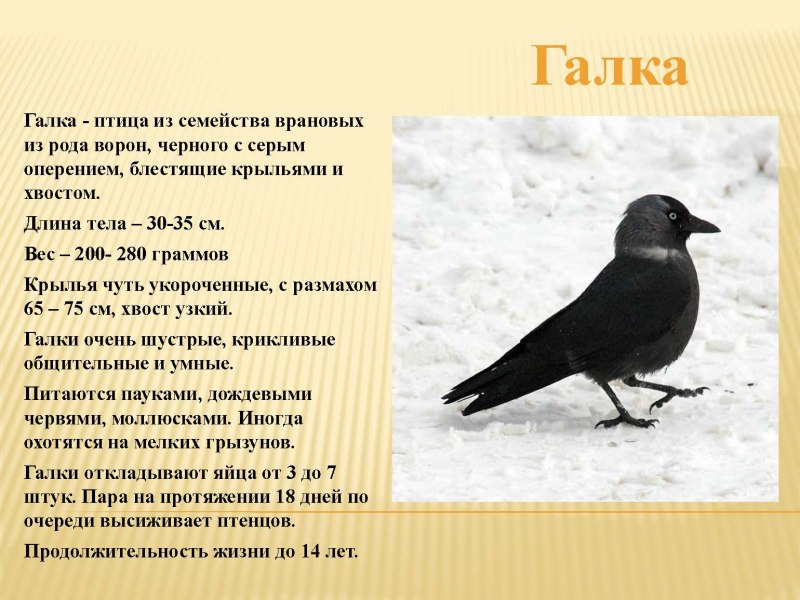 Галки воруют
