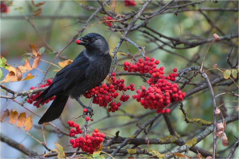 Галка (Coloeus monedula, Corvus monedula)