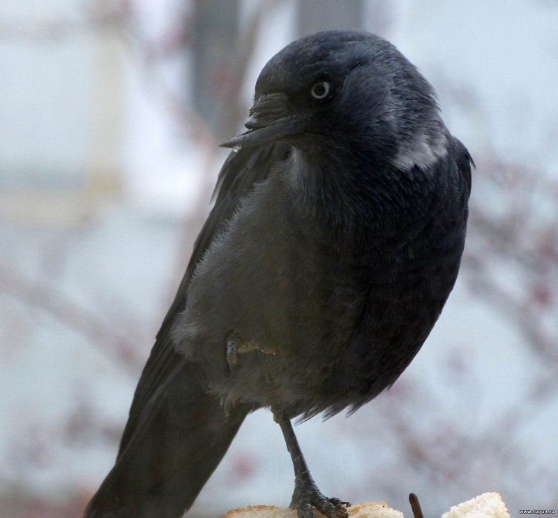 Jackdaw Eurasia