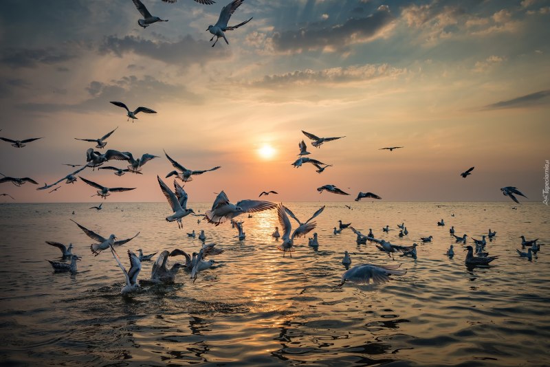 The Dance of the Seagull
