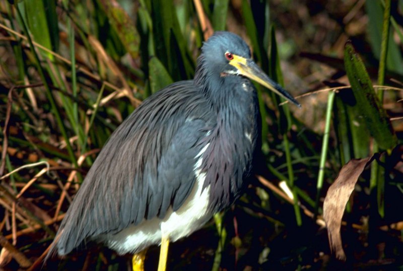 Egretta Tricolor