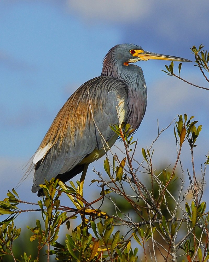 Tricolored Heron