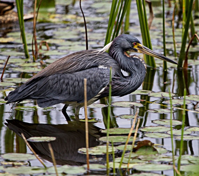 Tricolored Heron