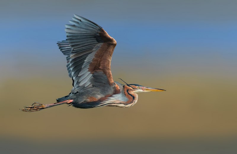 Nessy Bird