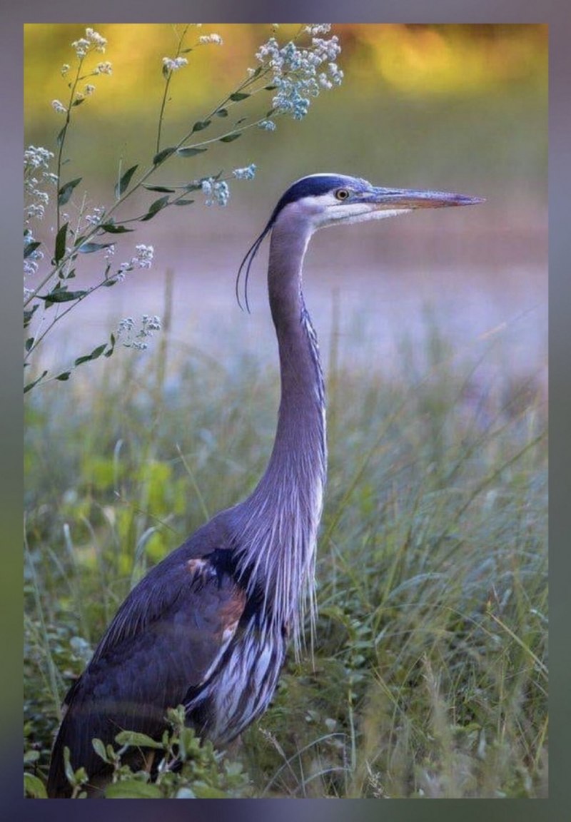 Tricolored Heron